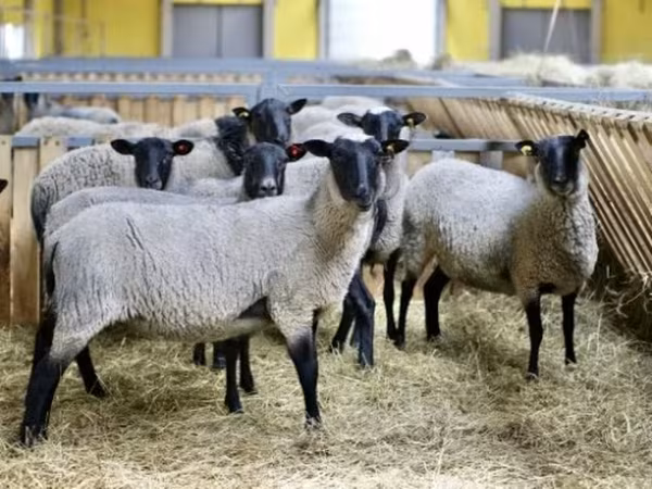Sheep, Romanov sheep — Russia