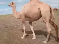 شتر ماده, Kazakh Bactrian camel — عکس 2