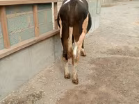 Toro, Razza Holstein — foto 5