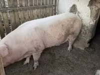Мэгж, Крупная белая — 2 зураг