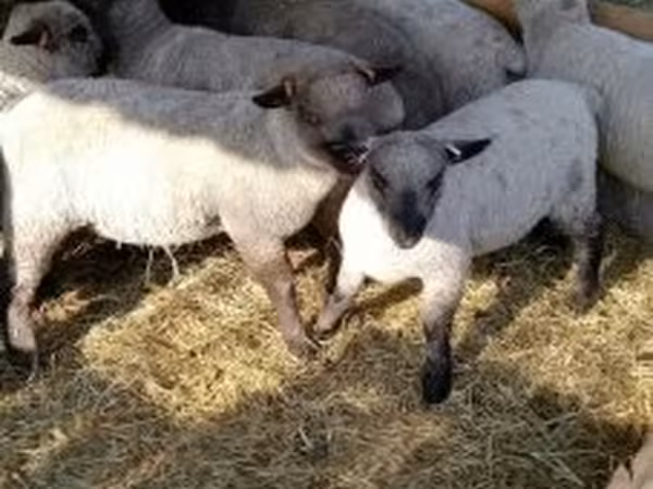 Sheep, Shroshire sheep — Hungary