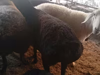 Schaap, Hissar sheep — foto 8