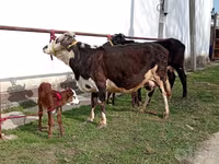 گاو ماده, Simmental cattle — عکس 4
