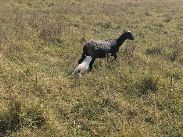 भेड़, Romanov sheep