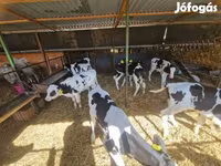 Bou, Rasa Holstein — foto 1
