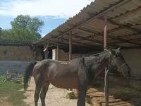 Hengst, Karachay horse — Foto 1