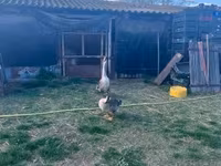 Geese — foto 2