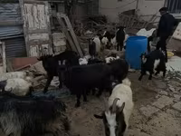 암염소, 염소 — 사진 3