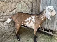 Koza, Nubian Goat — foto 3
