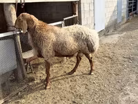 Widder, Hissar sheep — Foto 3