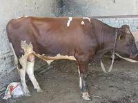 گاو نر, گاو — عکس 2