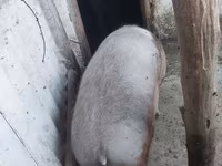 خوک ماده, خوک — عکس 4