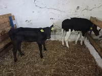 Ng'ombe jike, Russian Black pied cattle — picha 1