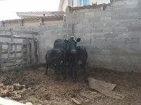 ላም, Latvian Blue cattle — ፎቶ 1