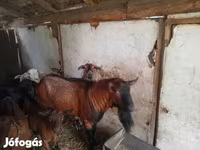 Kambing jantan, Alpine goat — foto 3