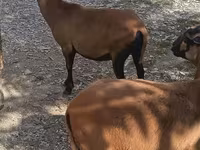 بز ماده, بز — عکس 1