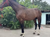 Kůň, Thoroughbred horse — foto 6
