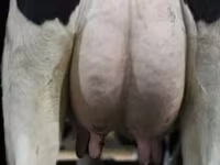 Ko, Swiss cattle — foto 5