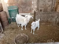 Kambing betina, Goats — foto 6