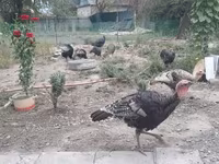 Turkeys — تصویر 8