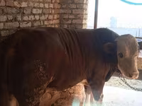 Tyre, Simmental cattle — foto 2