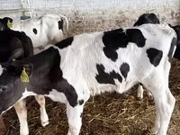 Boğa, Holstein ırkı — foto 2