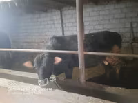 Toro, Simmental cattle — foto 3