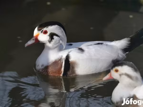 Ducks