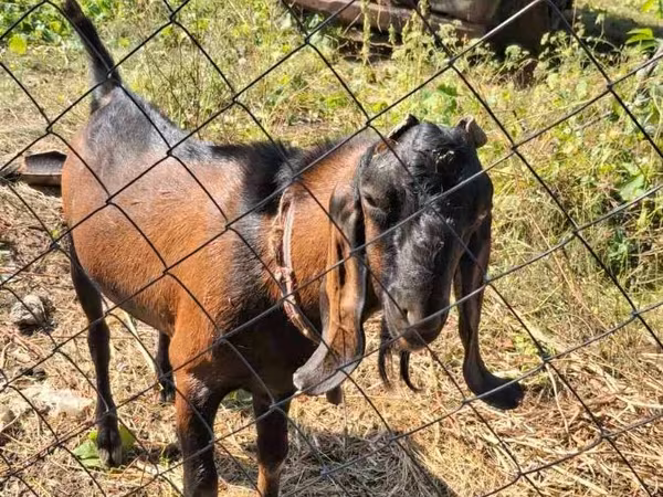 Țap, Nubian Goat