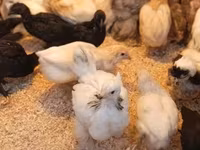 Chickens — zdjęcie 2
