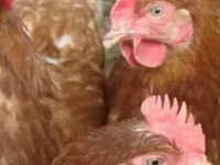 Chickens — 写真 2