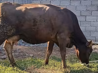 วัวตัวเมีย, Swiss cattle — รูปภาพ 2