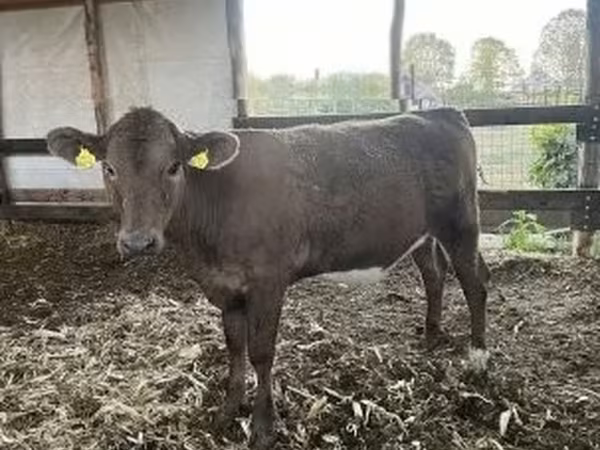 Cow, Charolais cattle