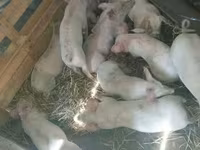 Sow, Pigs — photo 1