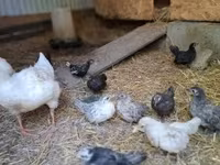 Chickens — รูปภาพ 2