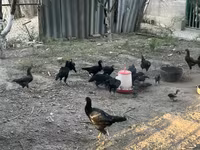 Chickens — รูปภาพ 6