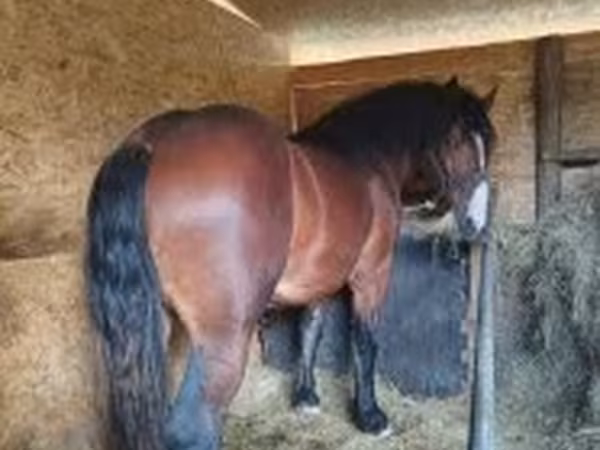 Cavallo, Cavalli