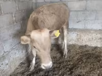 گاو نر, Simmental cattle — عکس 8