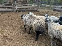 Kambing jantan, Karakul sheep — foto 3