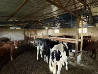 Lembu jantan, Simmental cattle — foto 6