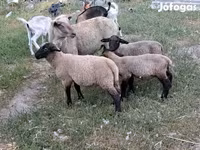 Ovce, Ovce — foto 5