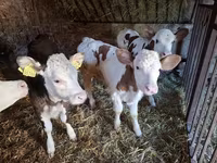 Lembu betina, Simmental cattle — foto 1