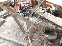 Chickens — ፎቶ 7