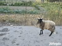 Ram, Racka sheep — foto 3