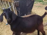 Τράγος, Saanen goat — φωτογραφία 1