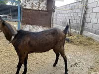 แพะตัวเมีย, Nubian Goat — รูปภาพ 4