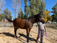 Kobyła, Thoroughbred horse — zdjęcie 6