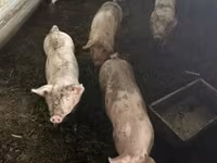 Scrofa, Maiali — foto 1