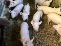 Cinghiale, Maiali — foto 3