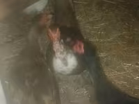 Ducks — عکس 2
